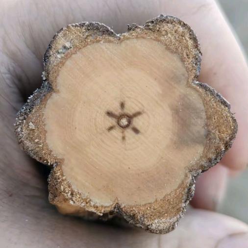 五台山降龙木艺