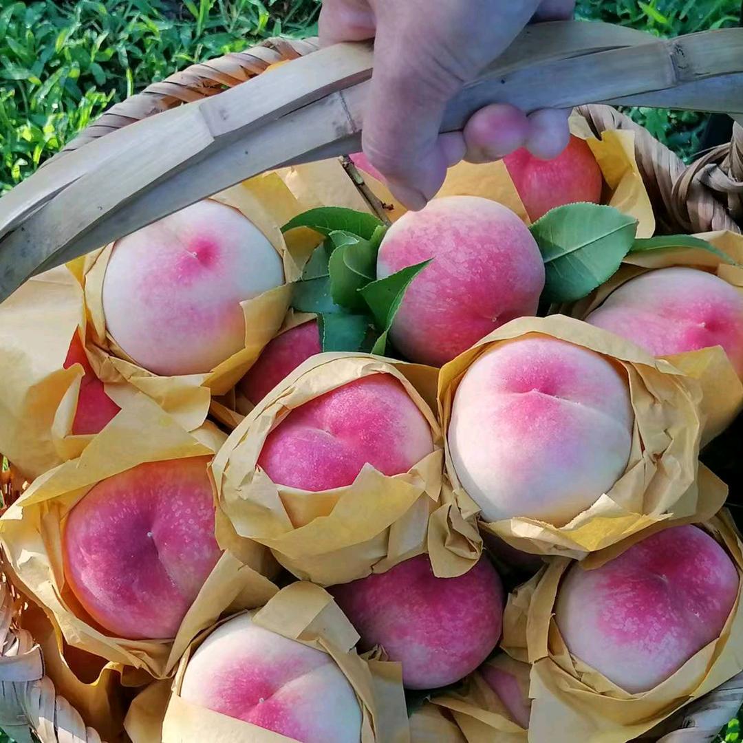 桃尚果园水果店