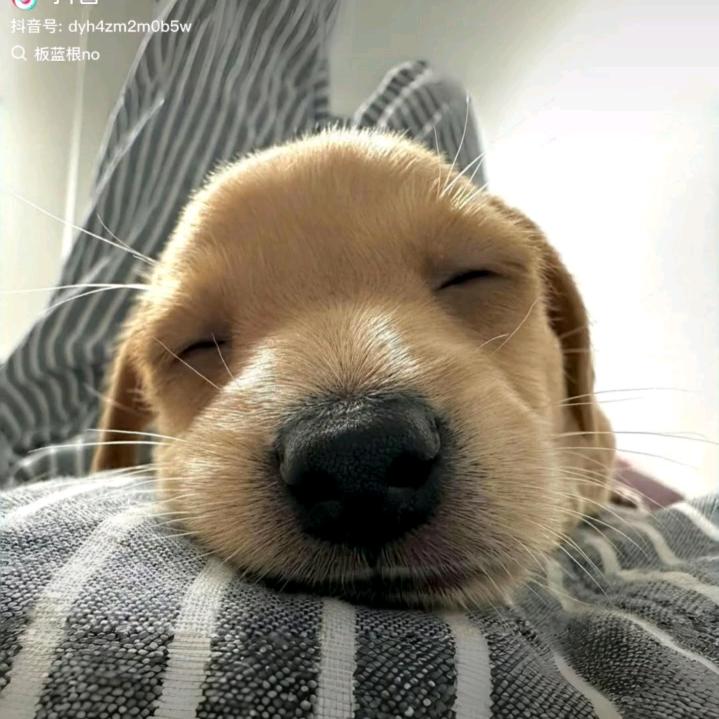 可乐