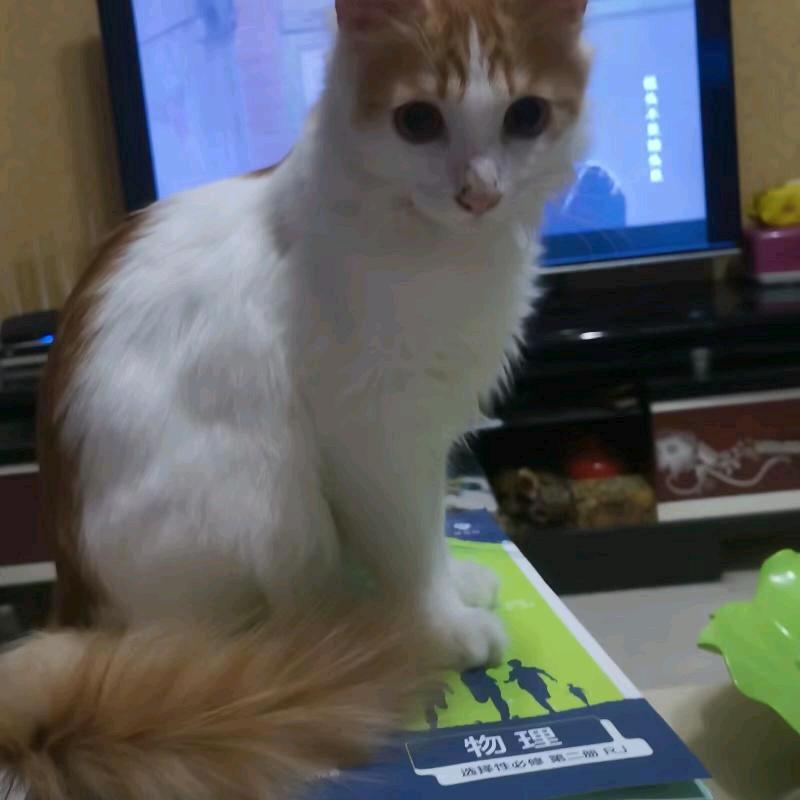 守护知识的咪猫🐱