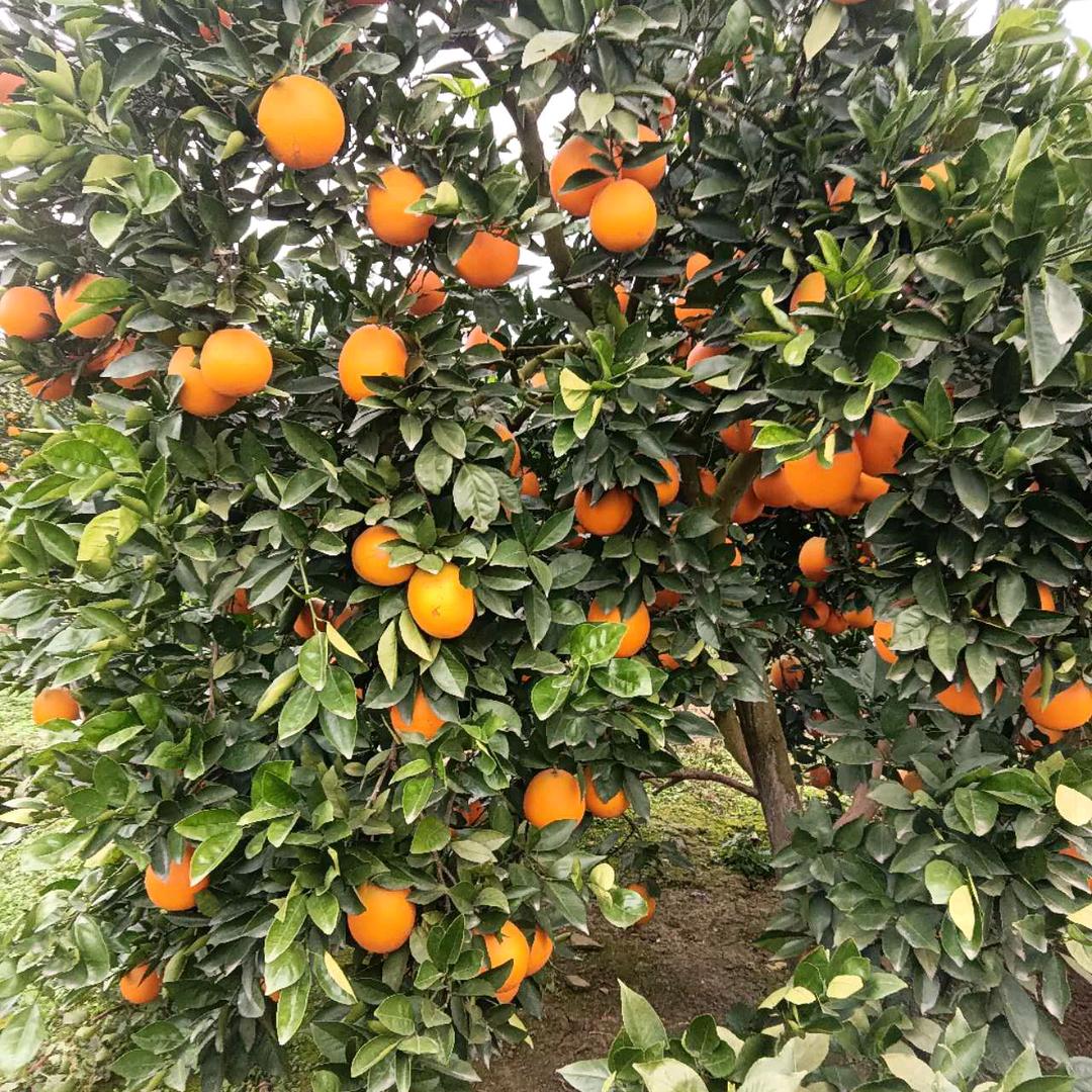 忘记过去盼望未来