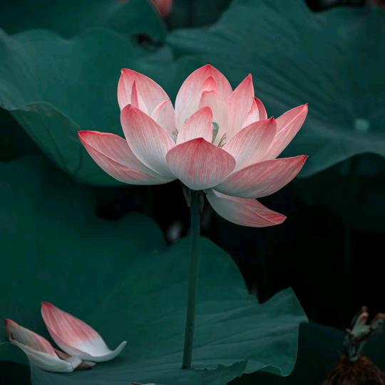 玱洱（日照陪拍📷）