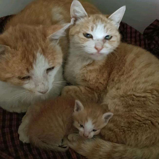 爱钓鱼的小黑猫