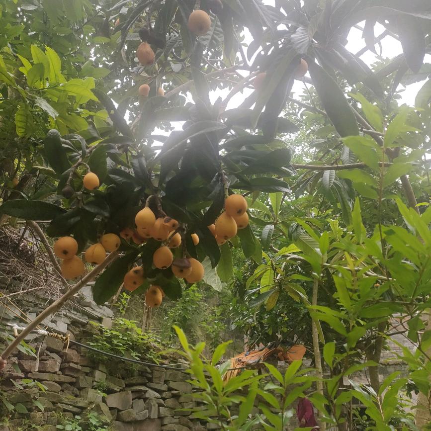 一生平安，幸福快乐6