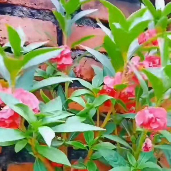 腊月梅花