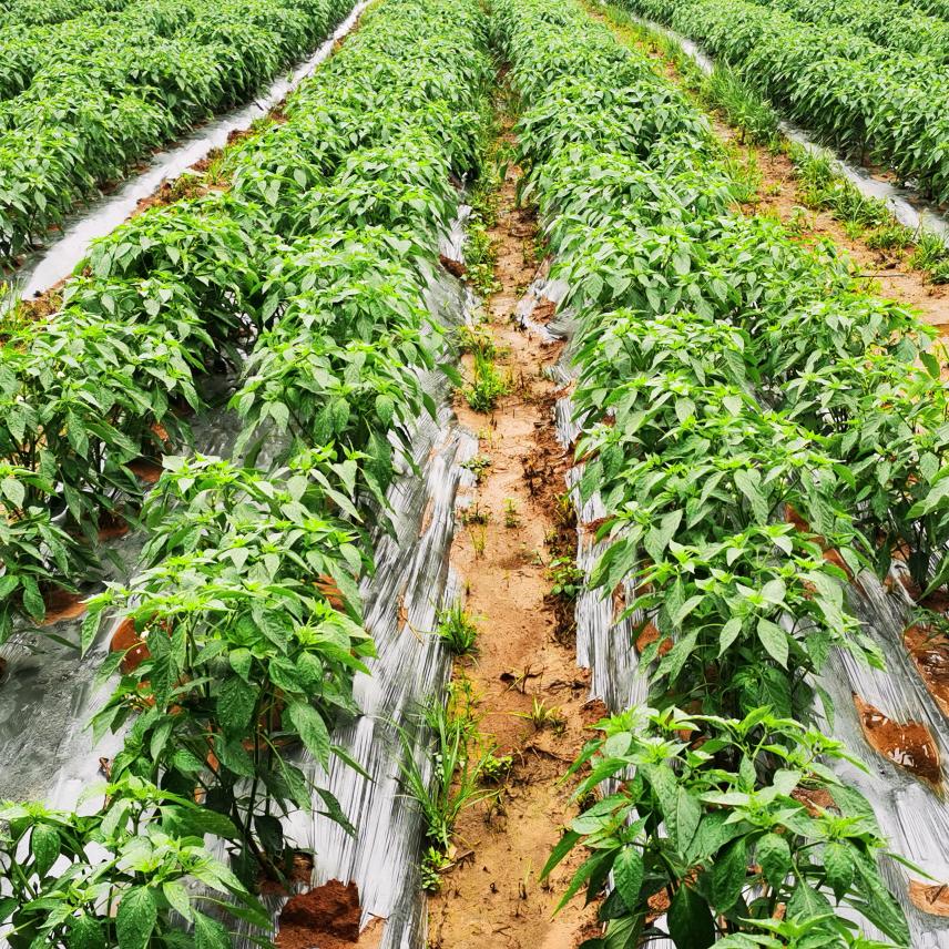 石霞山可视化农场