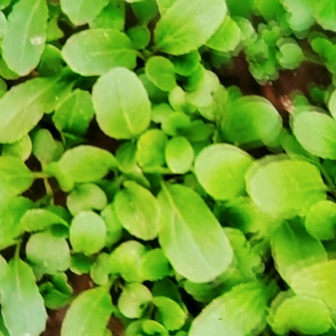 樱桃红下午5点6分开播，才艺主播