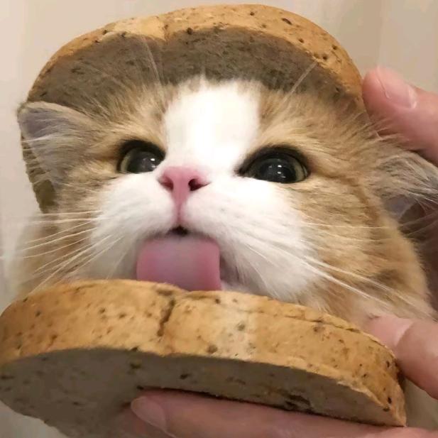娱乐猫猫🐱