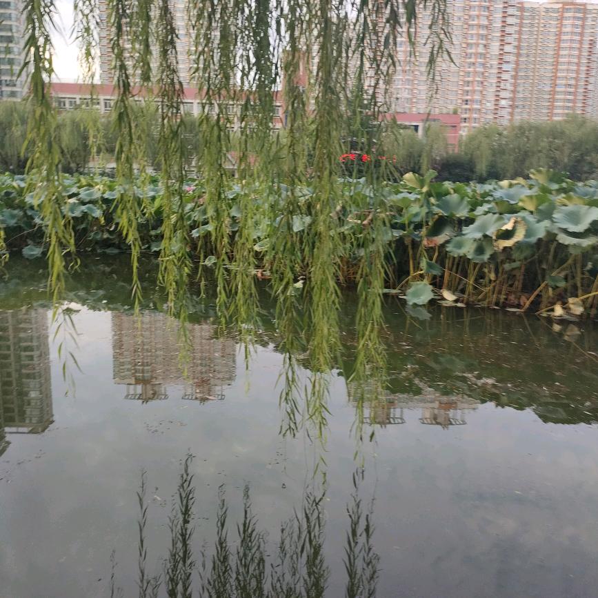 伟霞