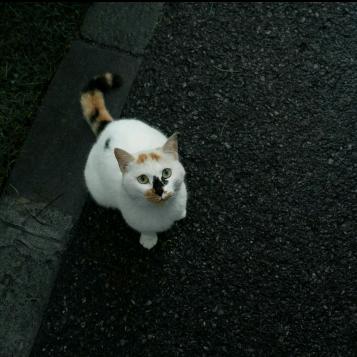 流川枫与苍