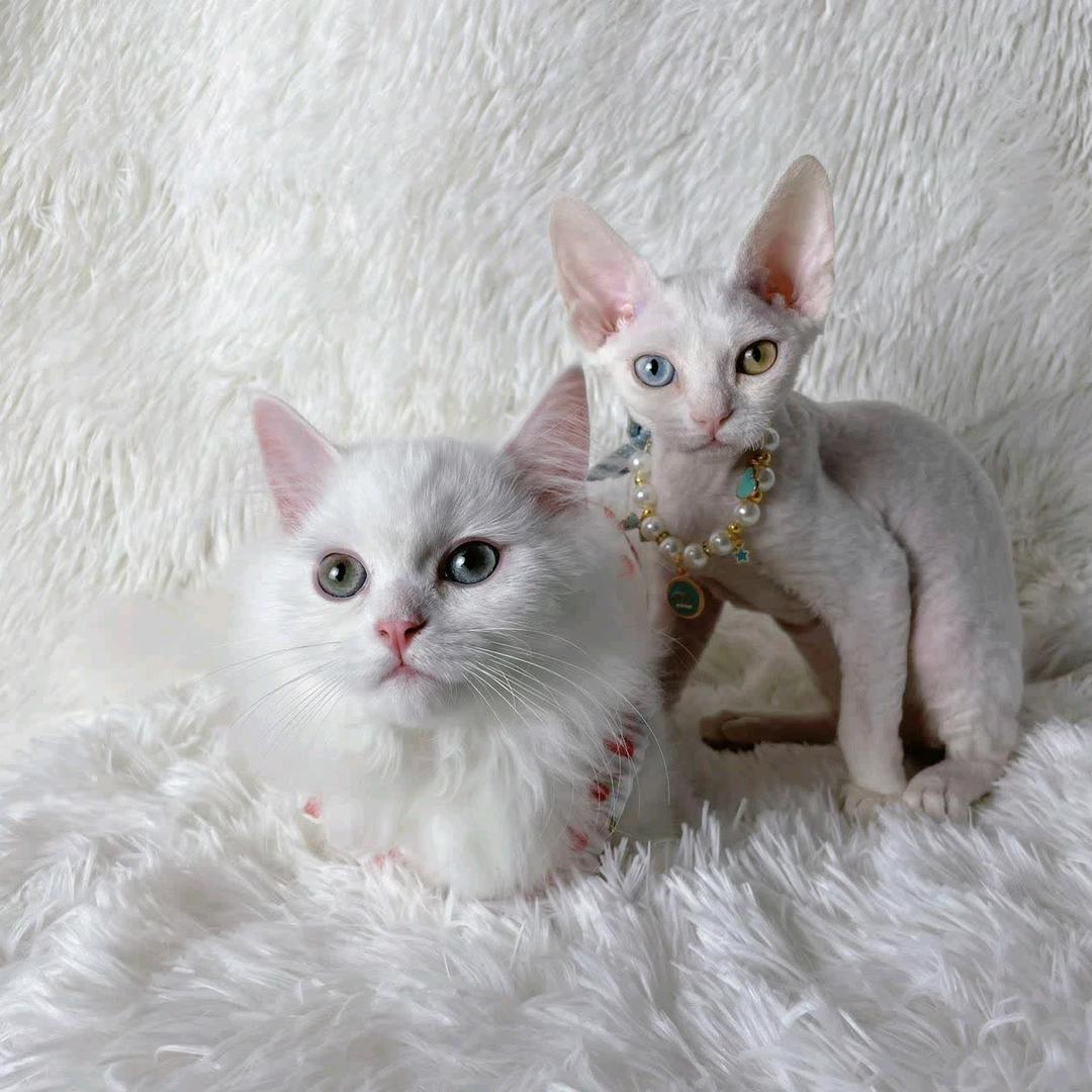 邂逅你的猫