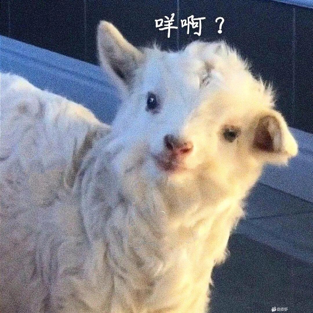 灰鰆