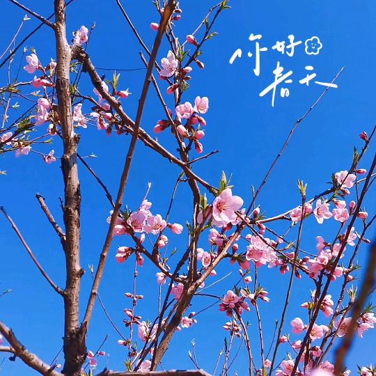 *&顺李成张
