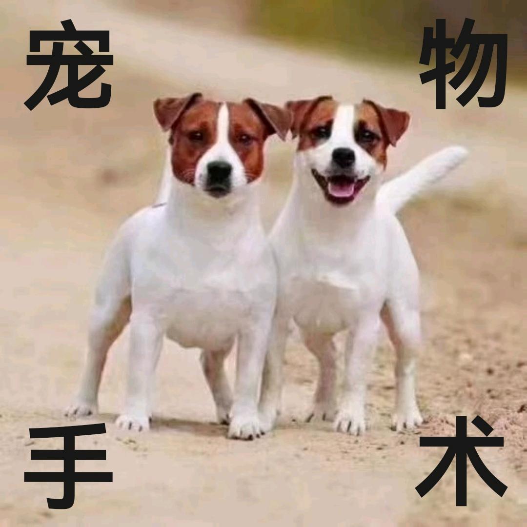 德宠宠物诊所-莫凡