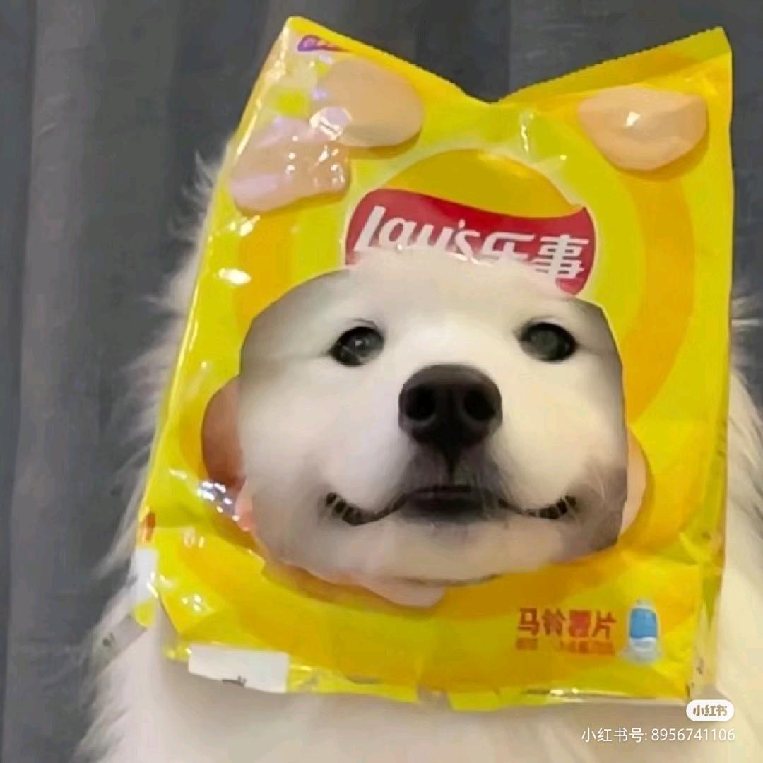 一只老西儿