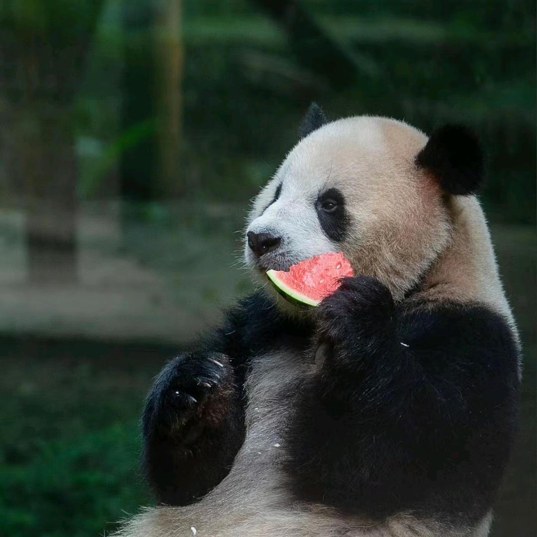 江莫白