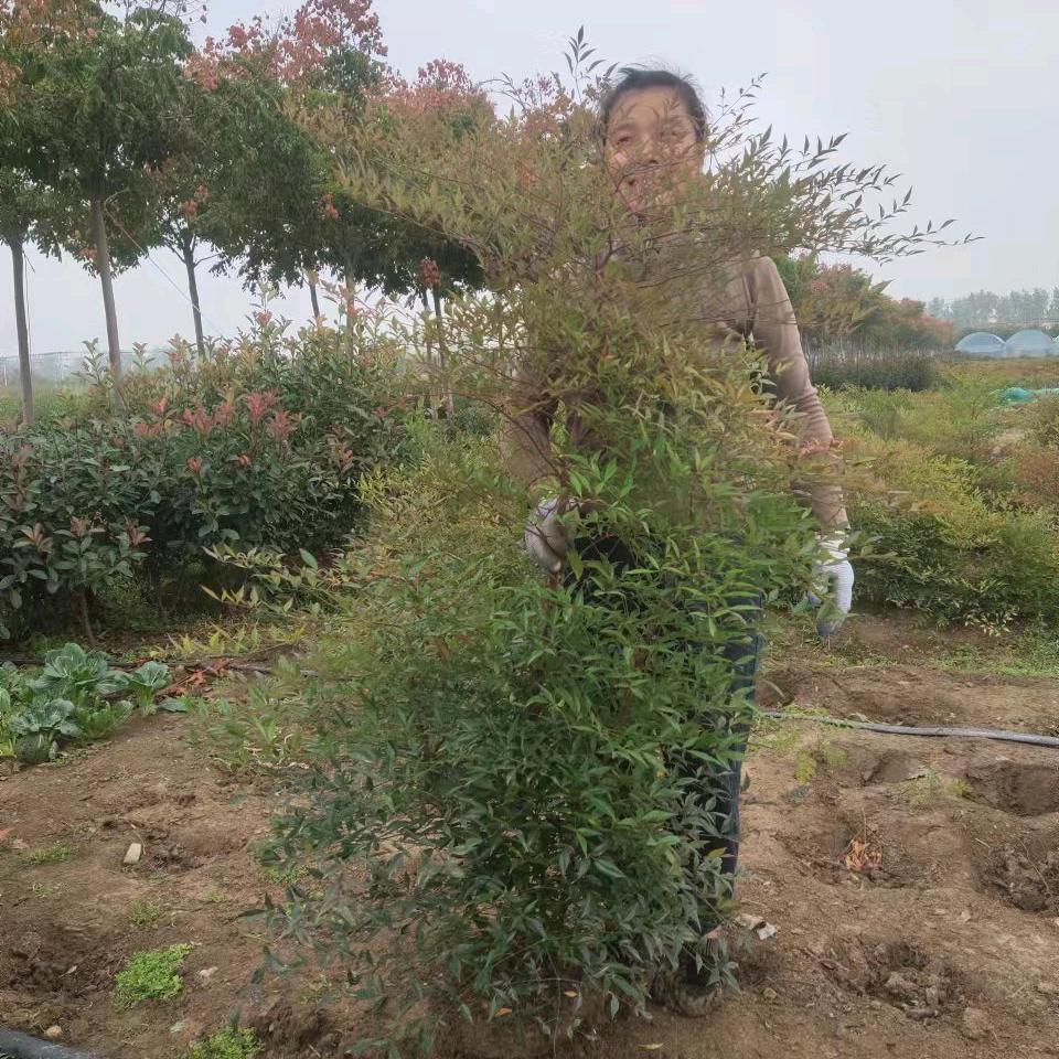 李李花房