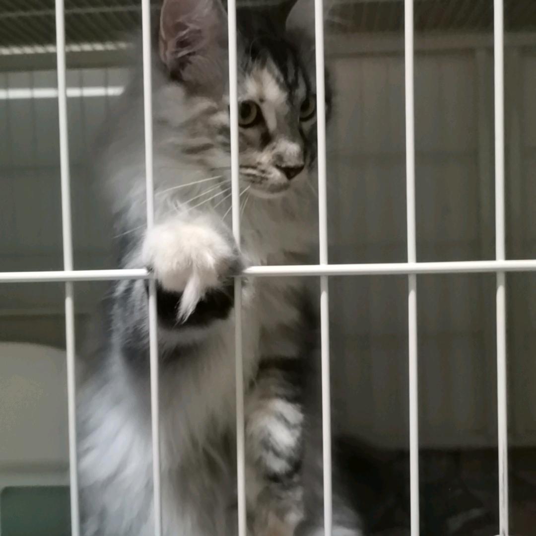 小丽米菲儿猫舍