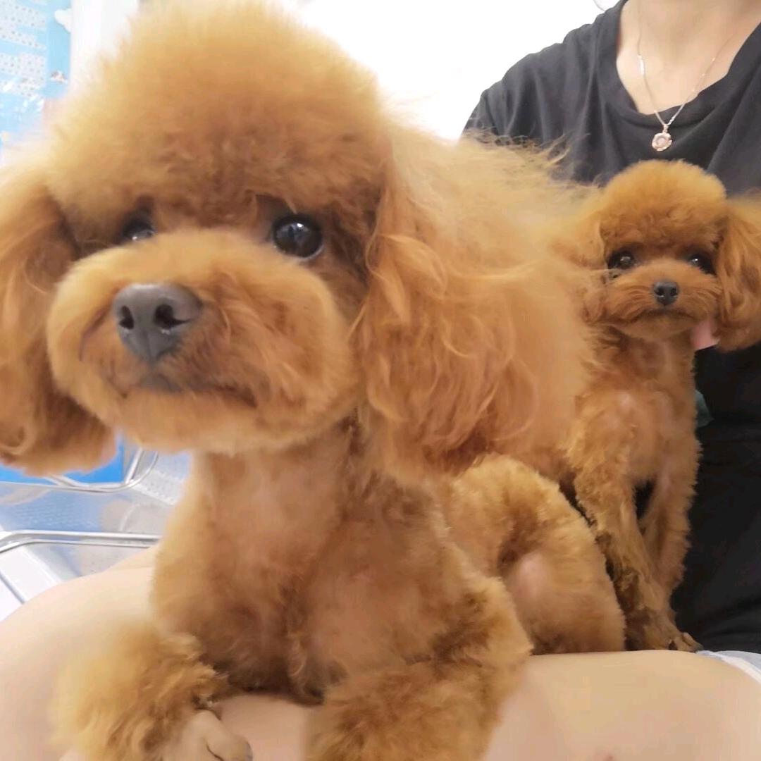 糖糖和小豆包🐶铲屎官
