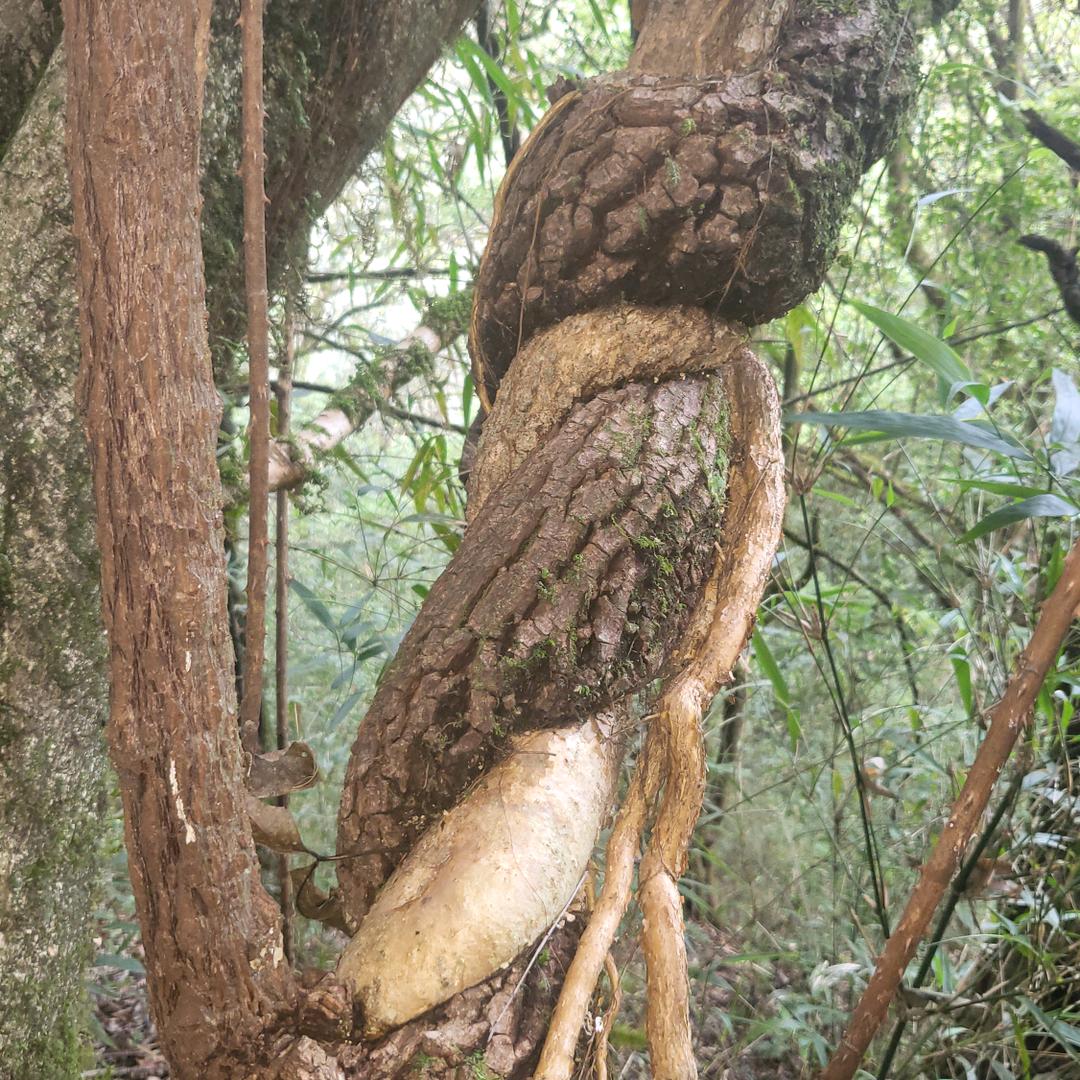 高黎贡山，靠山人家1