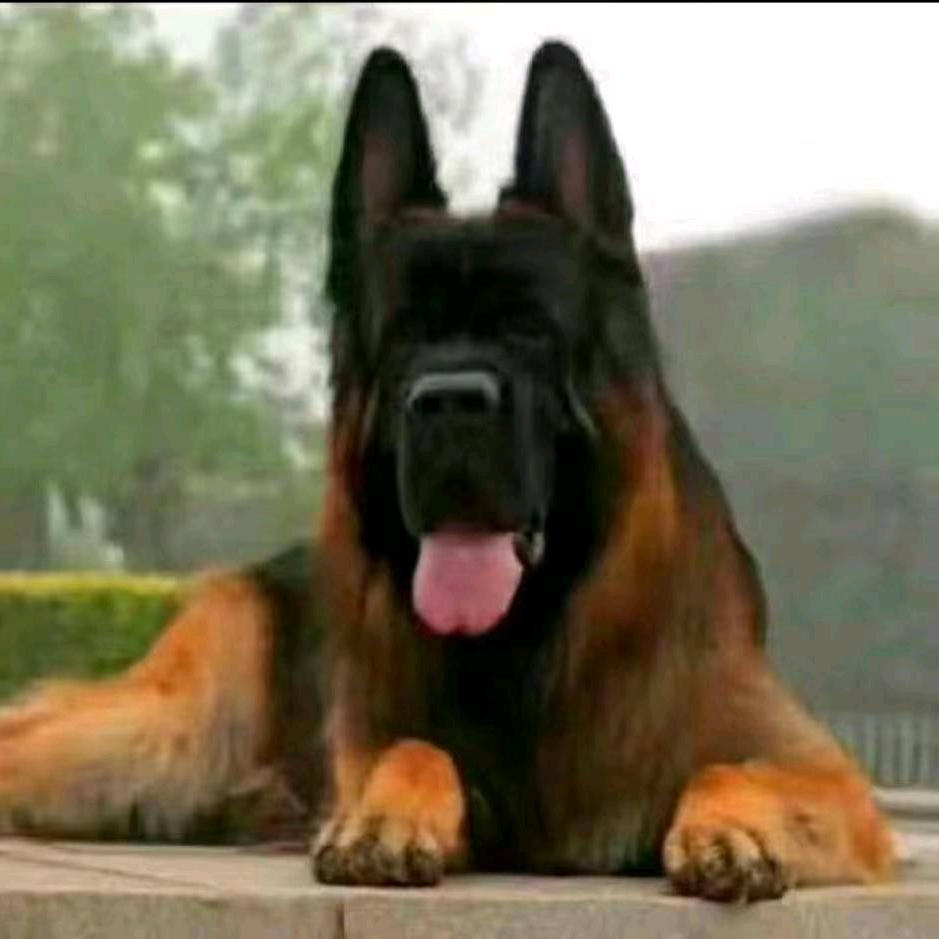 CSV德牧马犬