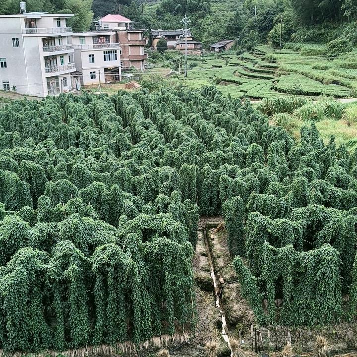 山水如画