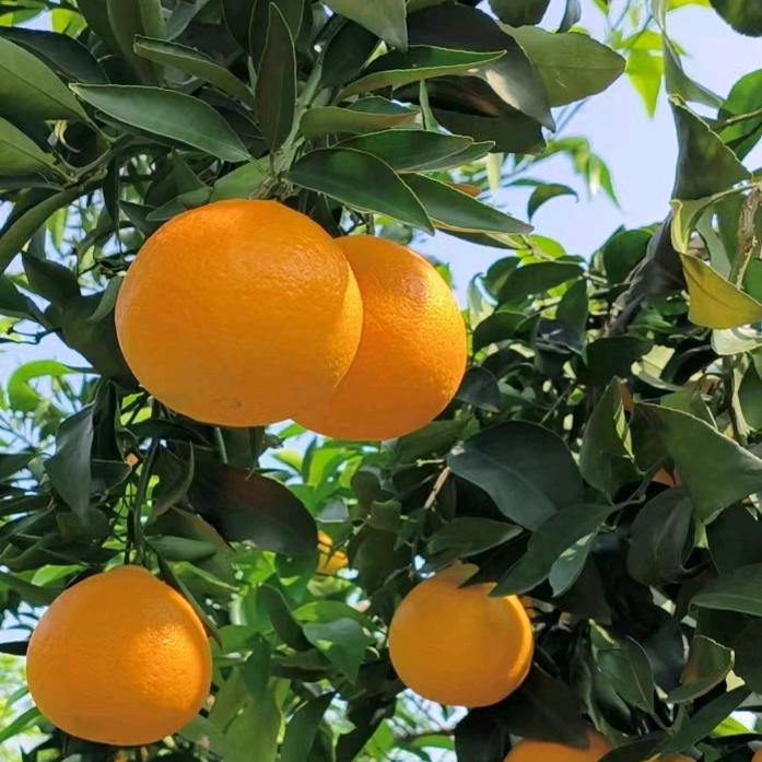 水果袁🍒