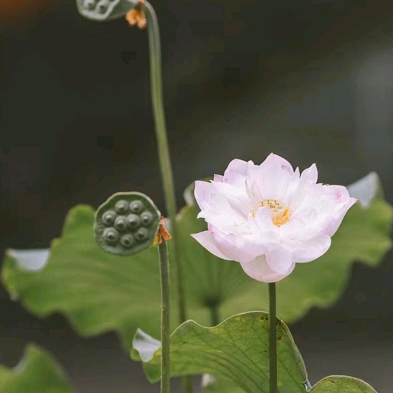 长临如梦