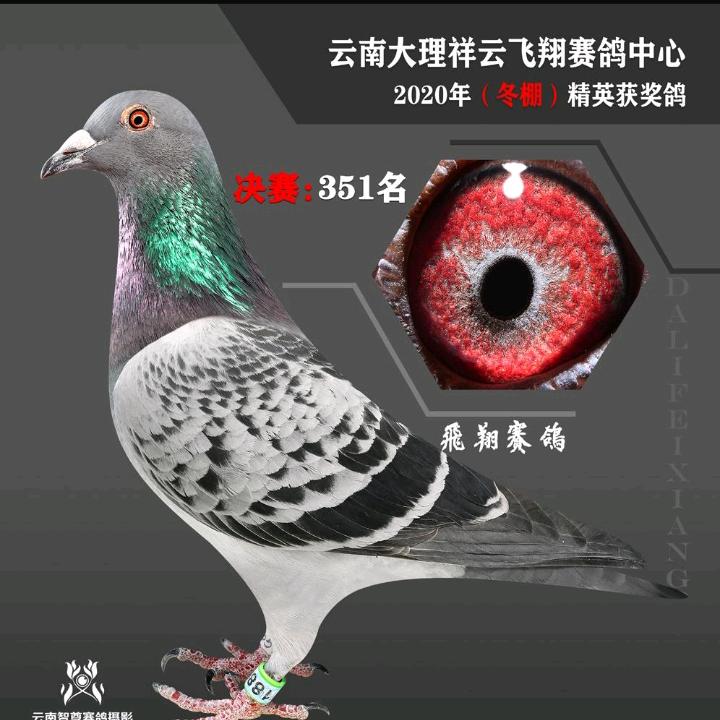 飞龙团队@小董鸽舍