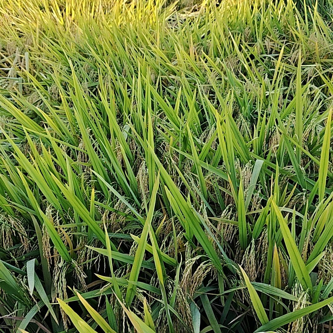 江西省上饶市余干县康垦里溪彭家村