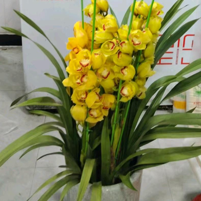 小翠花