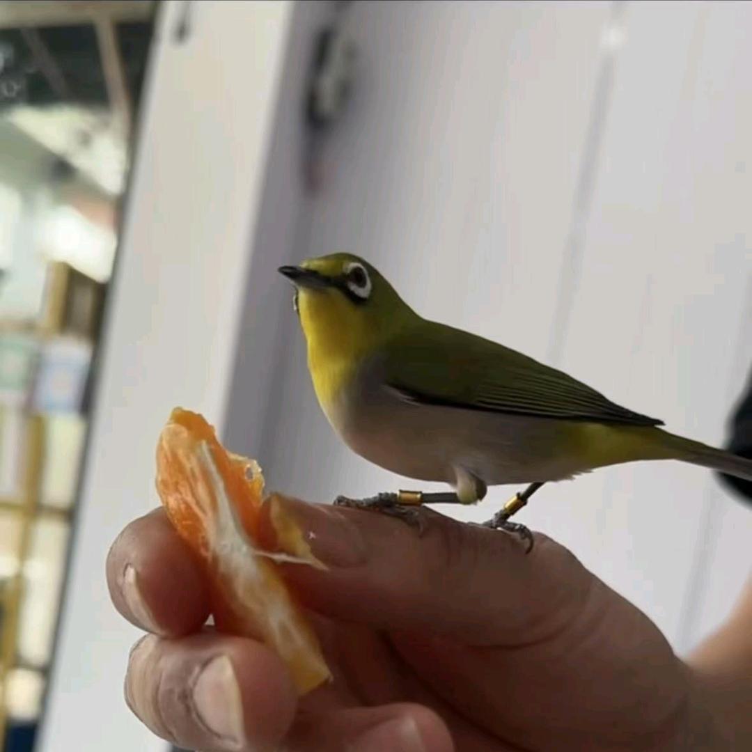 绣眼梅子