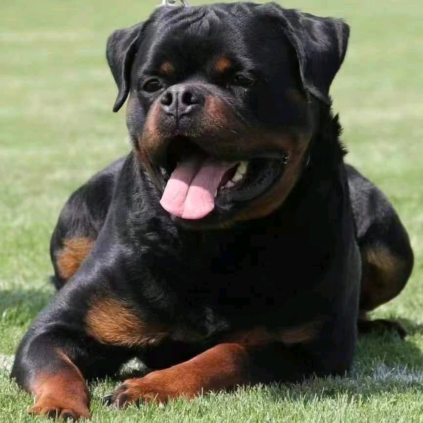 钟爱 杜宾 中亚 罗威纳繁育