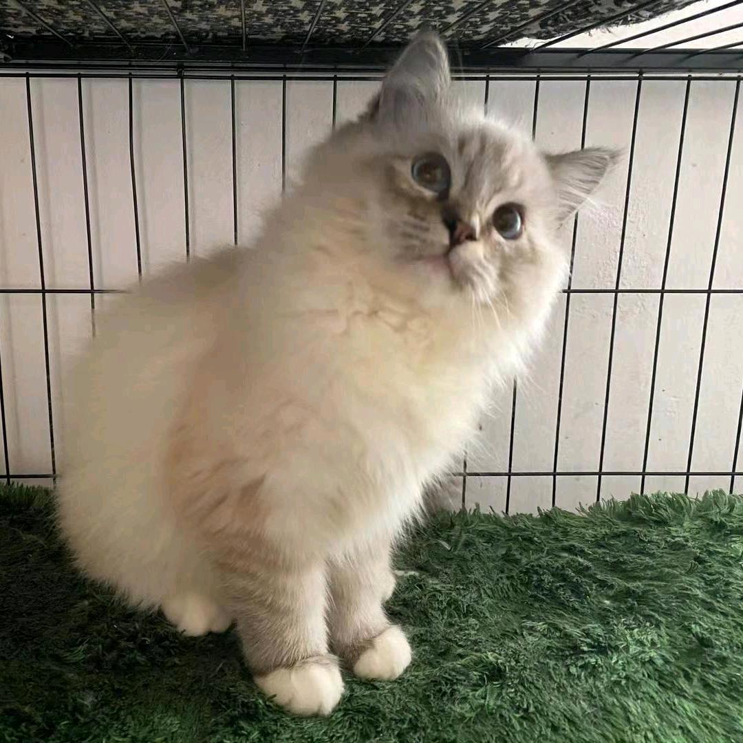 哭泣的烧鸡翼