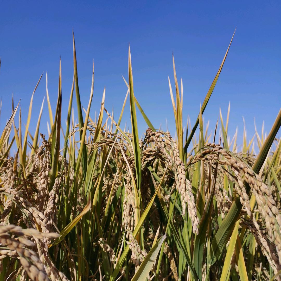 我是太阳我会发光