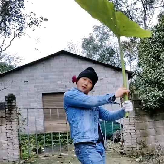 苕哥