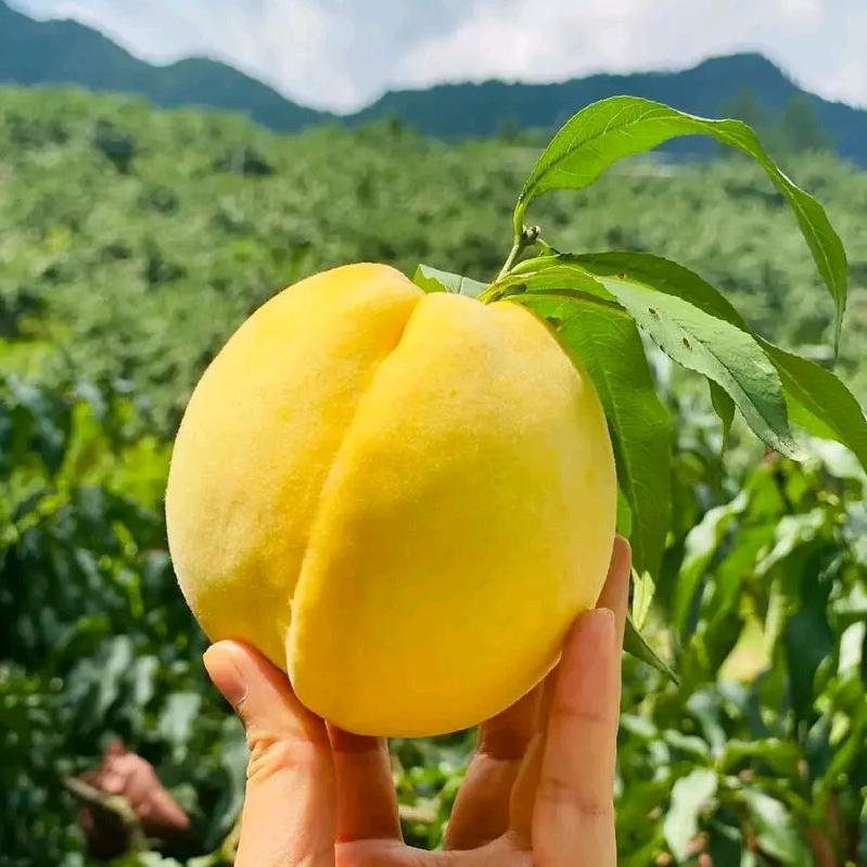 炎陵黄桃果园店