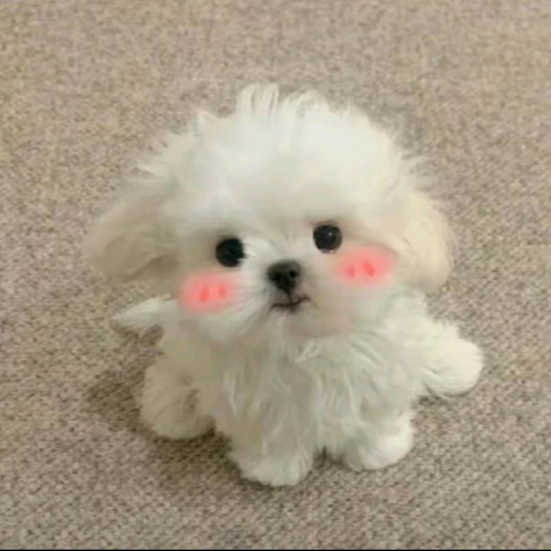 AAA套狗的/全国业务