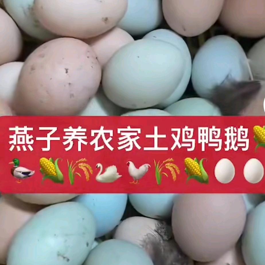 燕子养土鸡