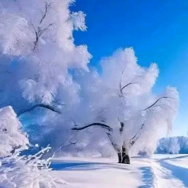 冬天的雪花