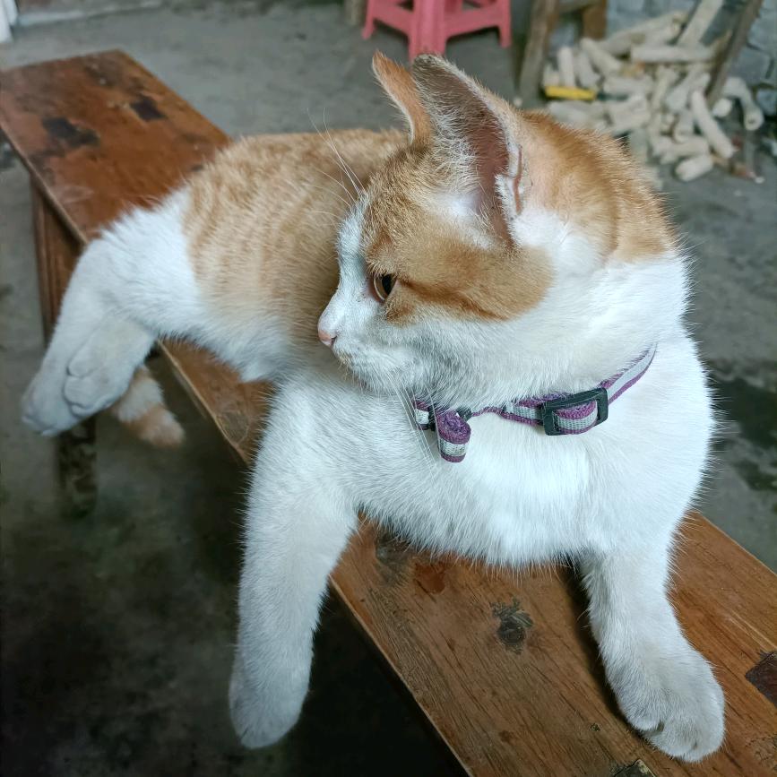 财哥