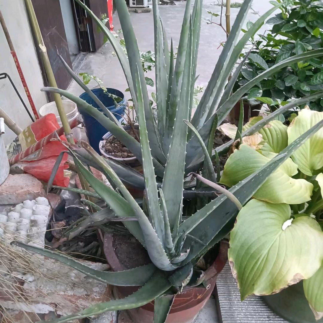 芳
