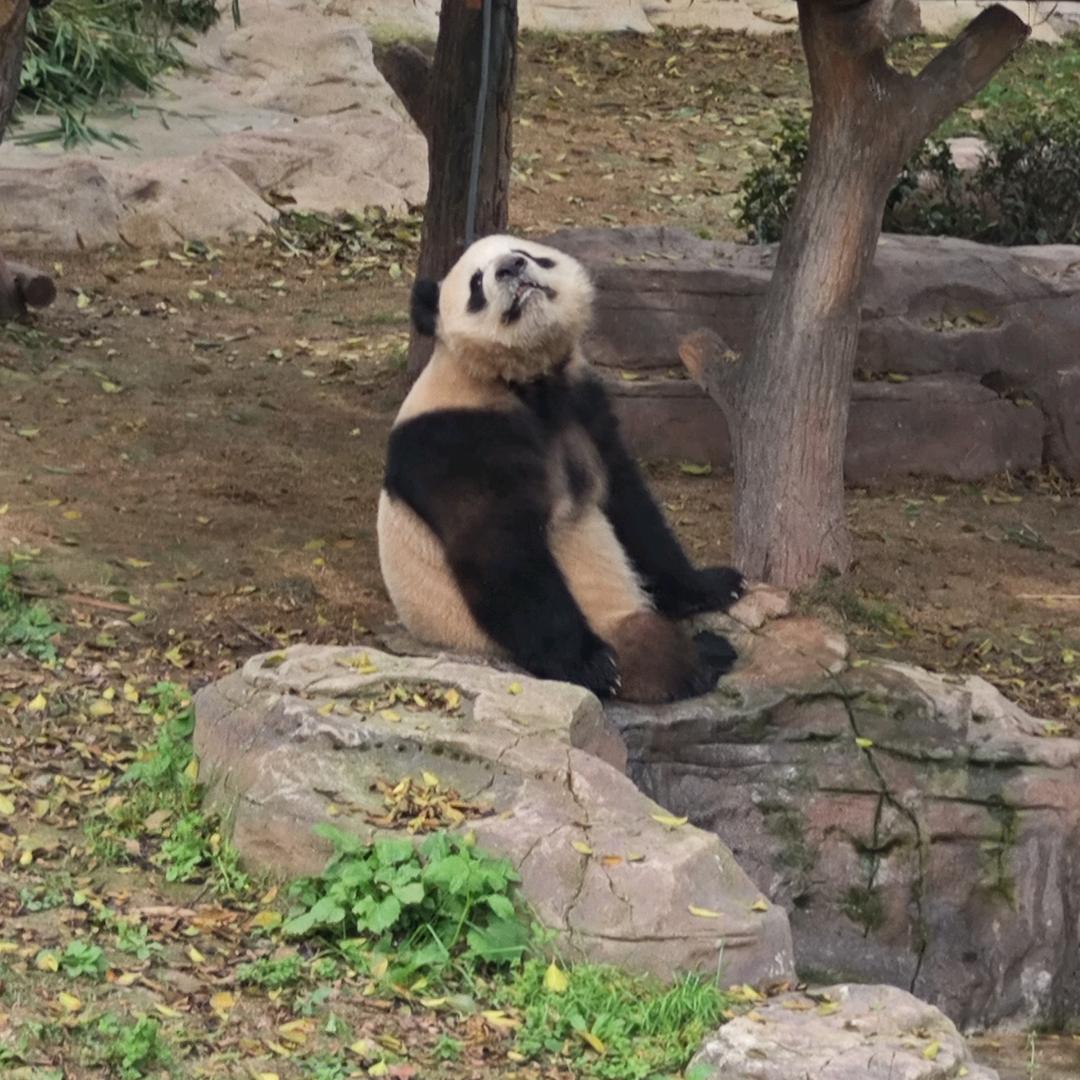 panda爱睡觉