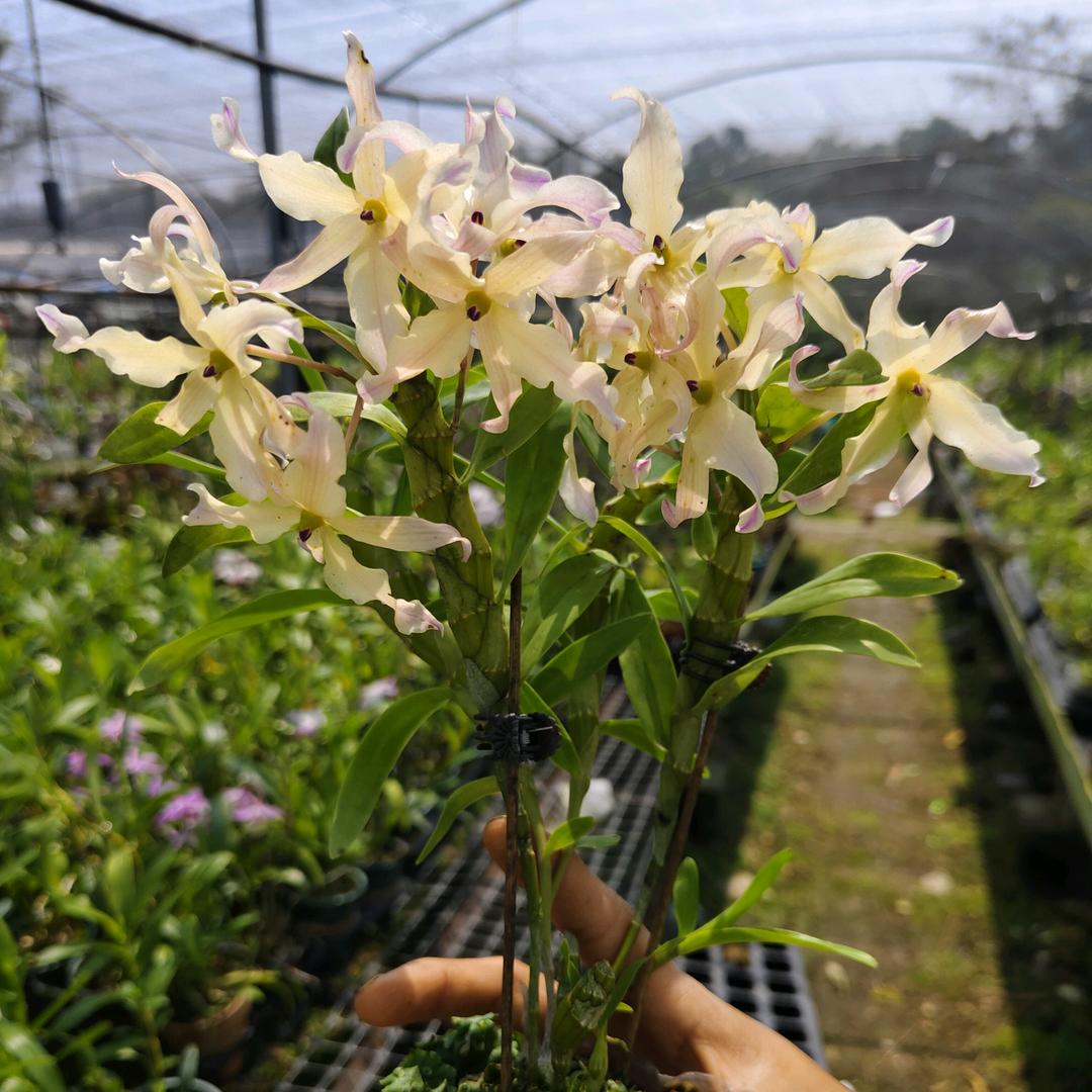 小康石斛