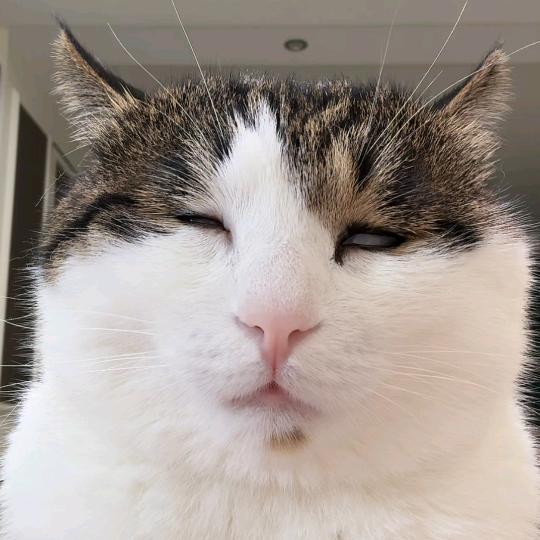 梦情.