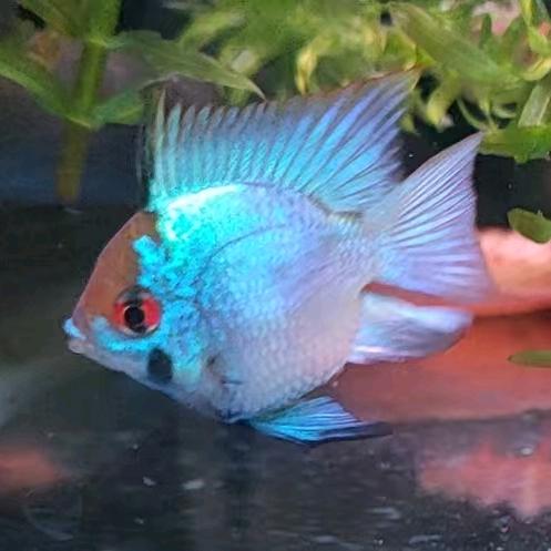 言言家的金波子