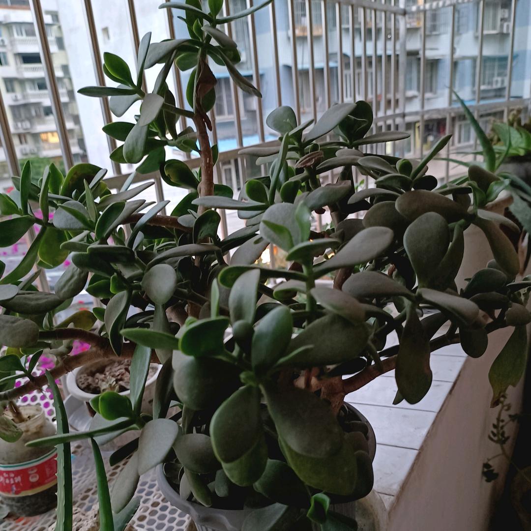 平平淡淡才是真，