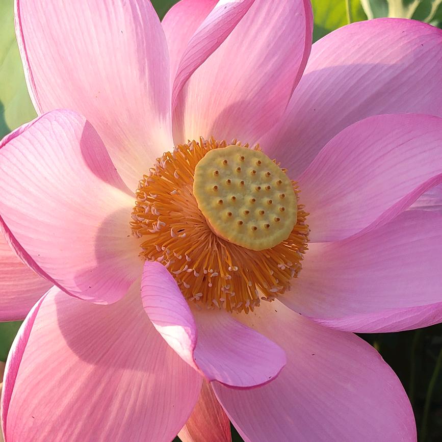 一朵莲花💘🍀