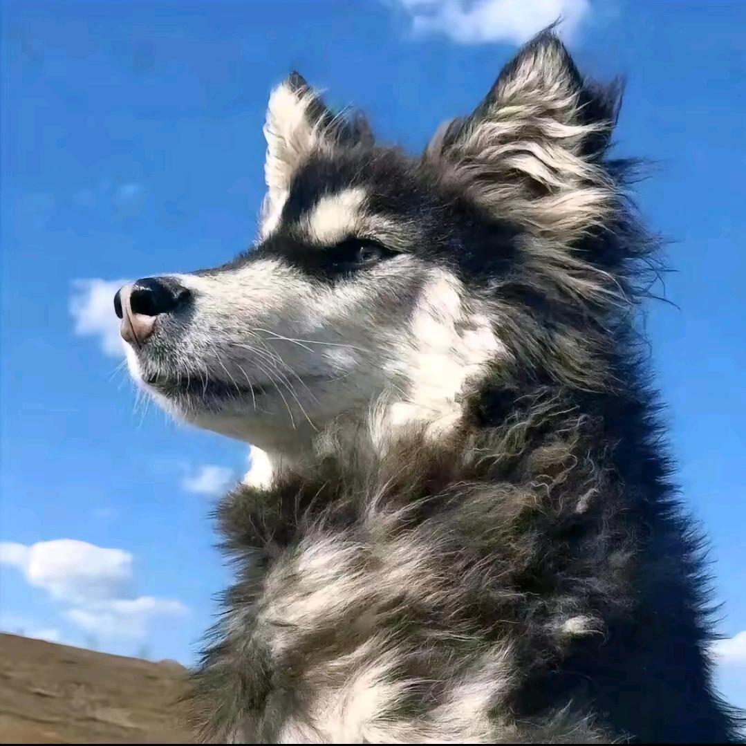 太屋高级置业顾问-董鸿语