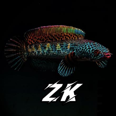 ZK-雷龙
